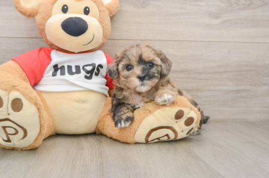 Best Shih Poo Baby