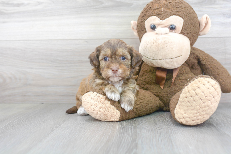 Best Shih Poo Baby