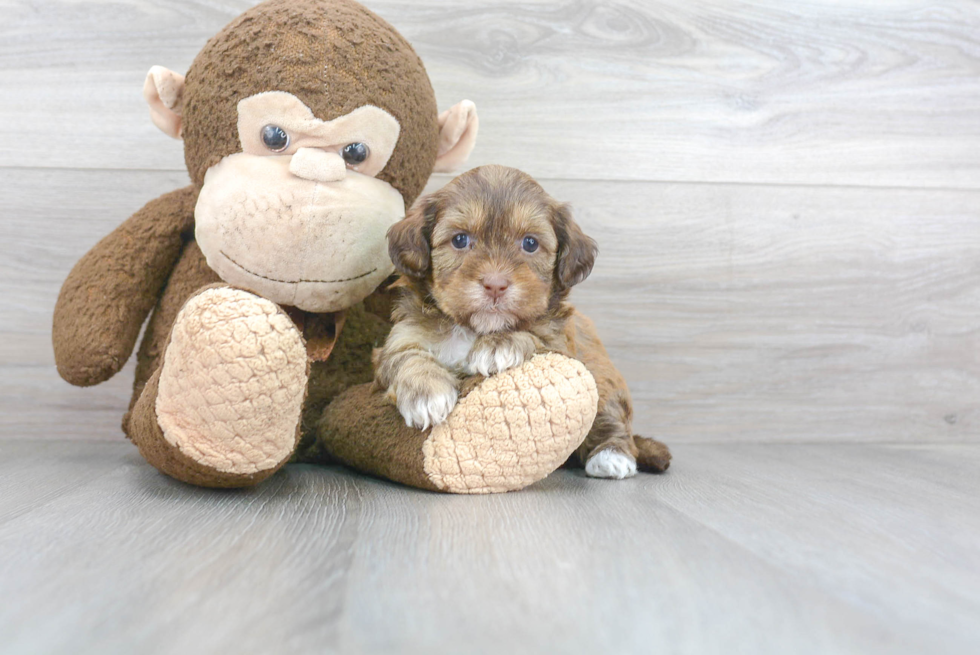 Shih Poo Puppy for Adoption