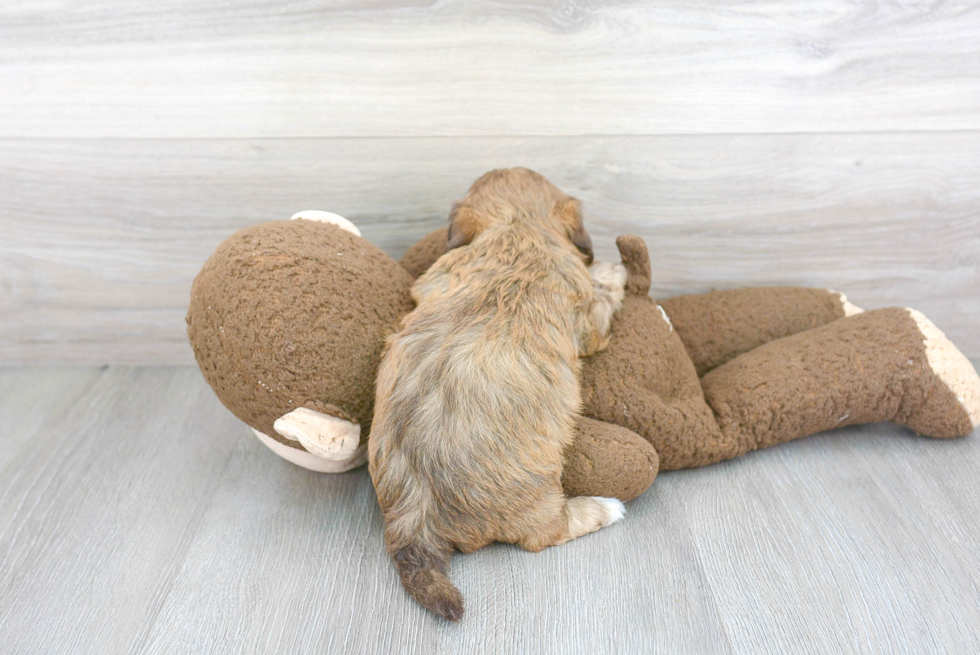 Shih Poo Puppy for Adoption