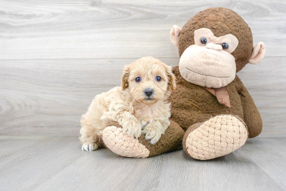 Funny Shih Poo Poodle Mix Pup