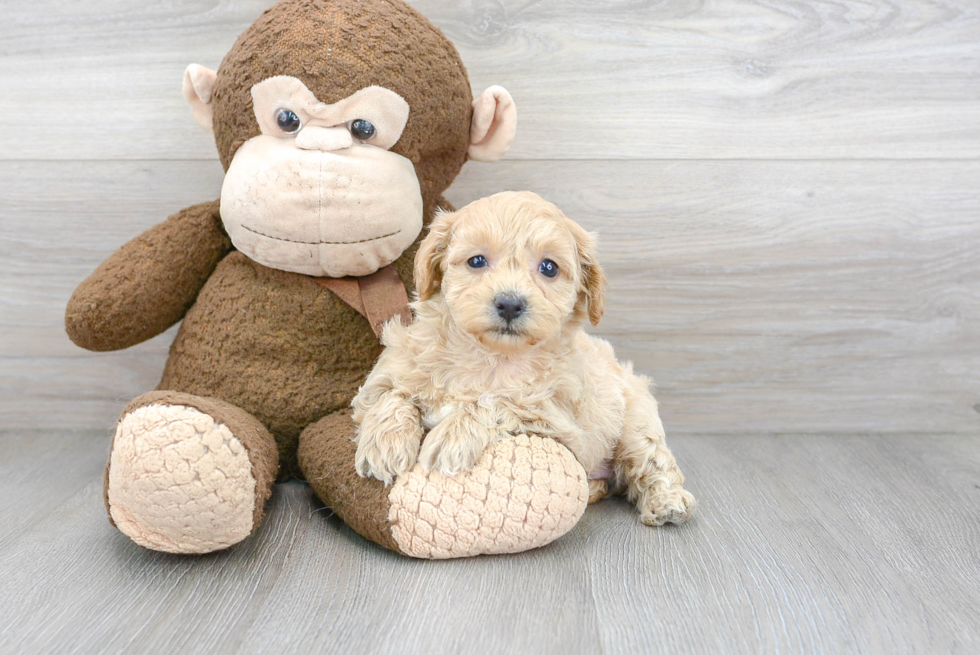 Hypoallergenic Shihpoo Poodle Mix Puppy