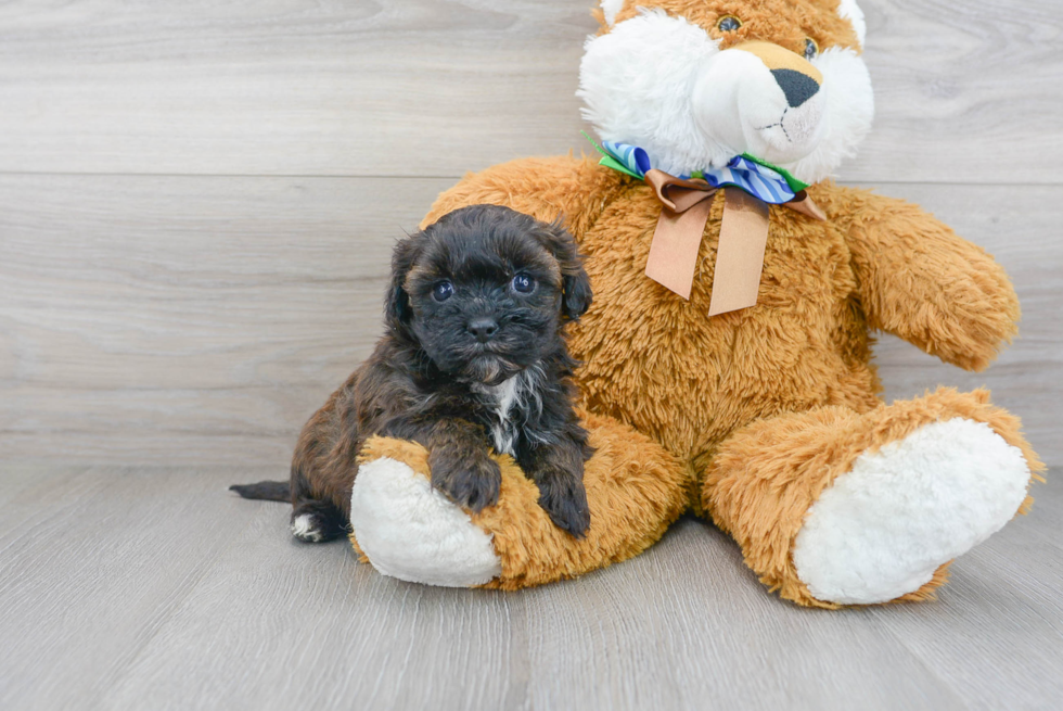 Shih Poo Pup Being Cute