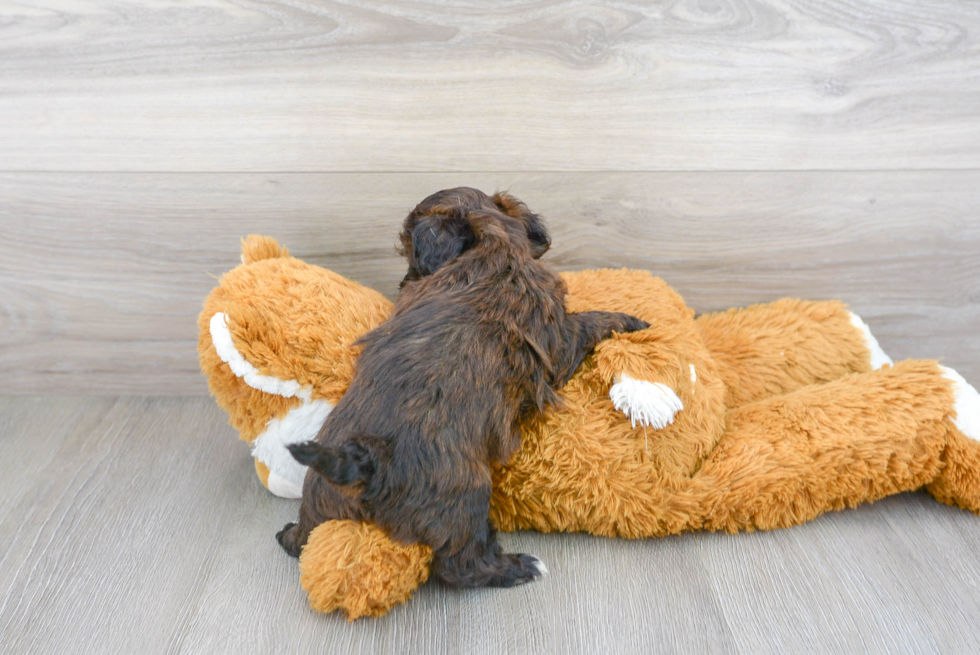 Small Shih Poo Baby