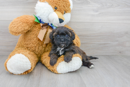 Hypoallergenic Shih Poo Poodle Mix Puppy