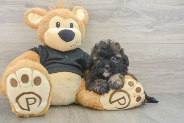Best Shih Poo Baby