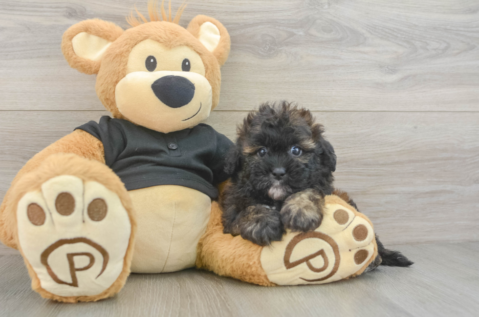 6 week old Shih Poo Puppy For Sale - Premier Pups