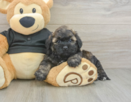 8 week old Shih Poo Puppy For Sale - Premier Pups