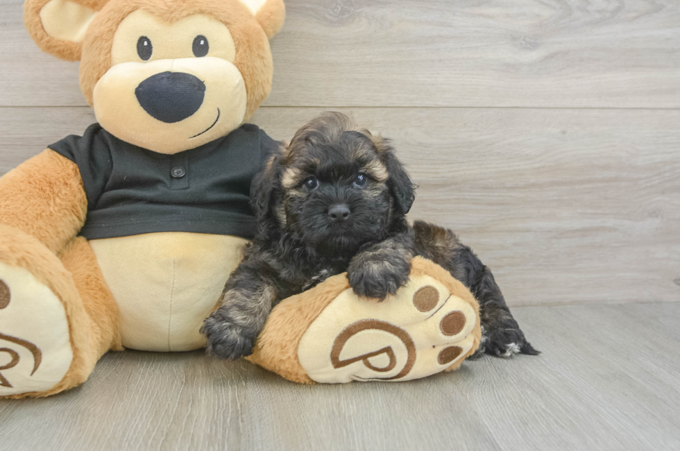 6 week old Shih Poo Puppy For Sale - Premier Pups