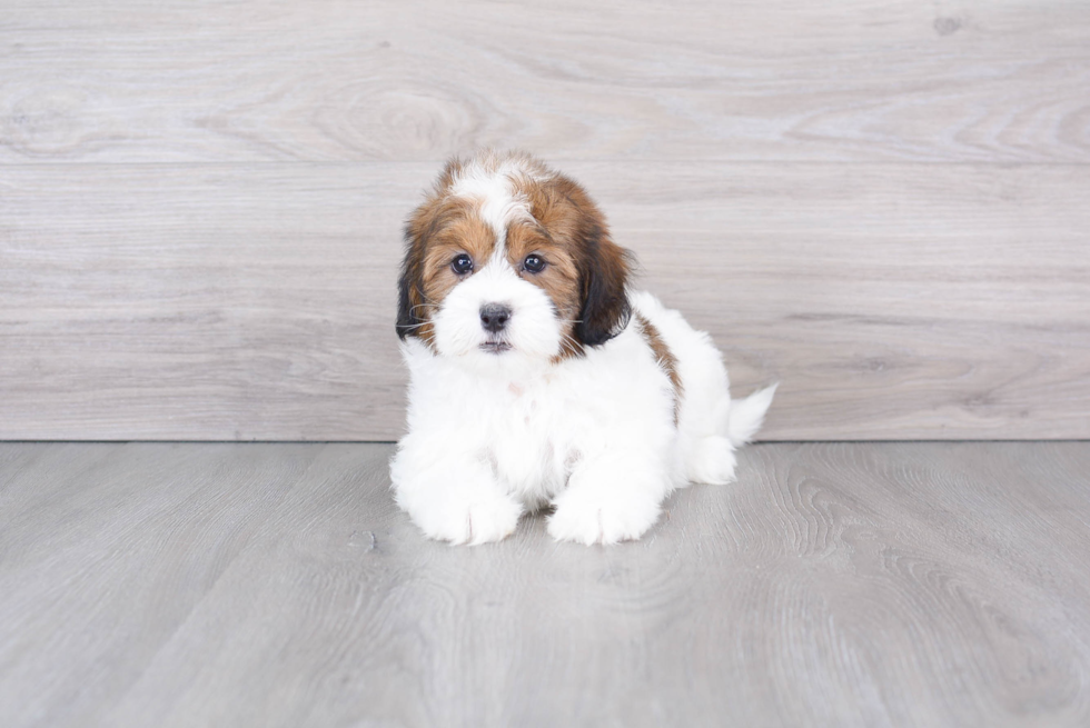 Playful Shihpoo Poodle Mix Puppy