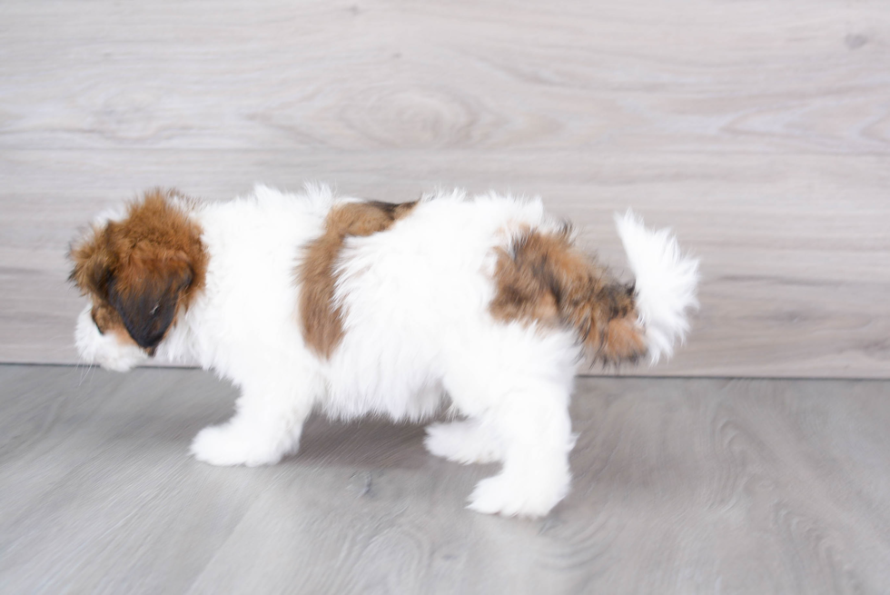 Shih Poo Pup Being Cute