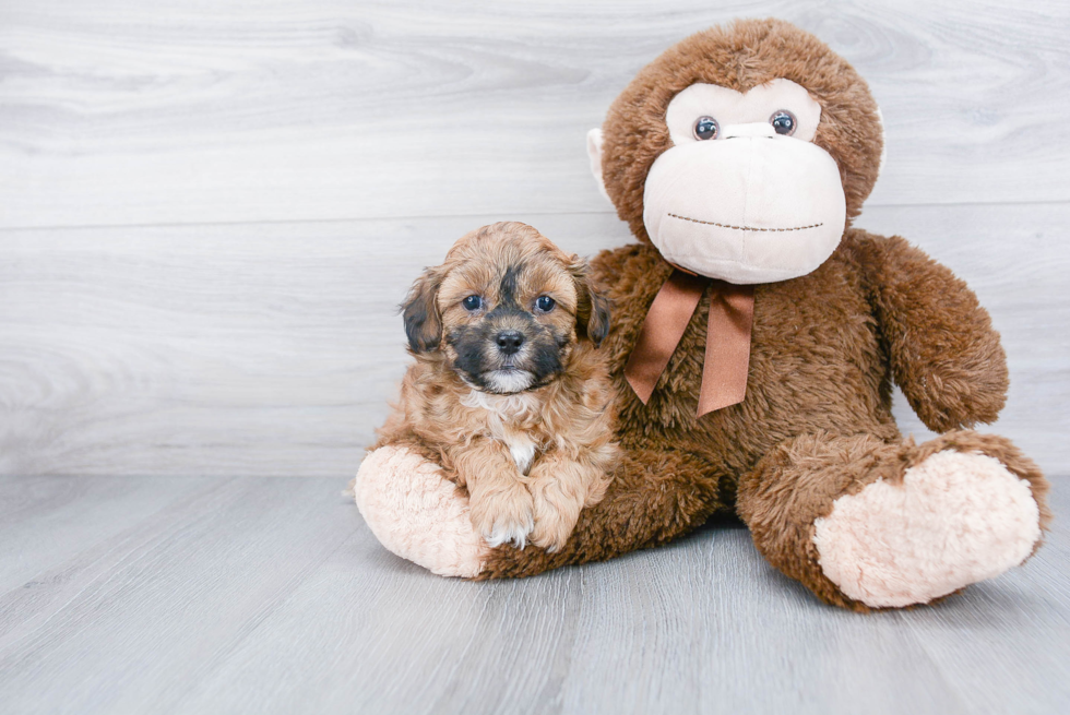 Playful Shih Poo Poodle Mix Puppy