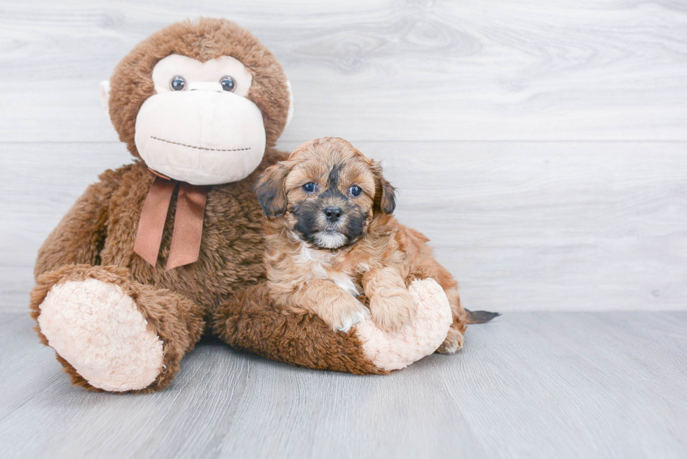 Funny Shih Poo Poodle Mix Pup