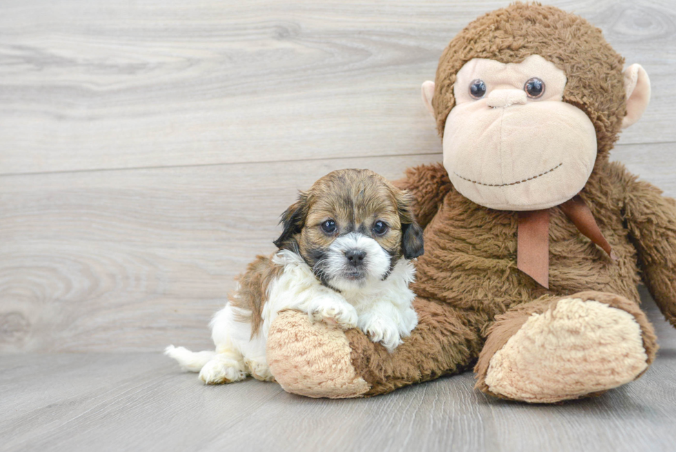 Shih Poo Puppy for Adoption