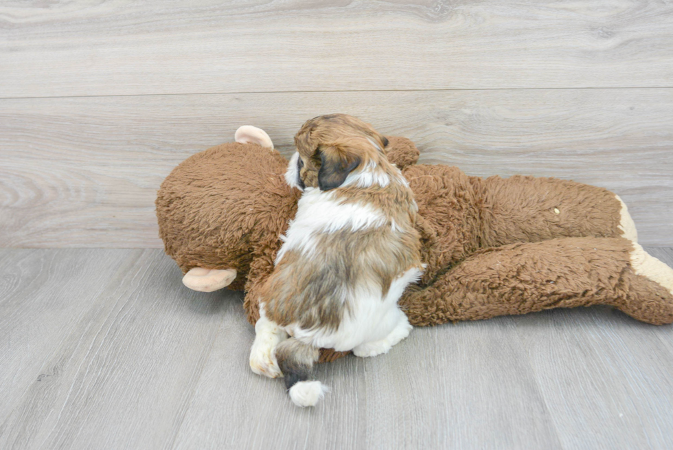 Hypoallergenic Shihpoo Poodle Mix Puppy