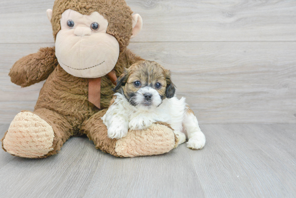 Playful Shihpoo Poodle Mix Puppy