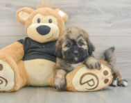 8 week old Shih Poo Puppy For Sale - Premier Pups