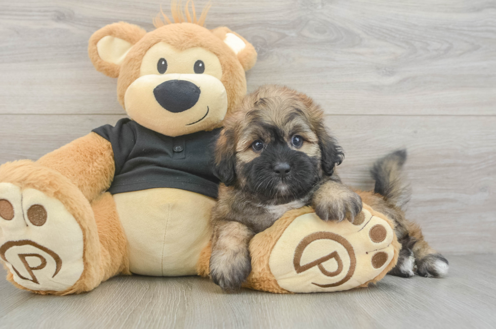 6 week old Shih Poo Puppy For Sale - Premier Pups