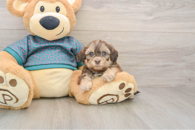 Smart Shih Poo Poodle Mix Pup