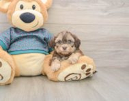8 week old Shih Poo Puppy For Sale - Premier Pups