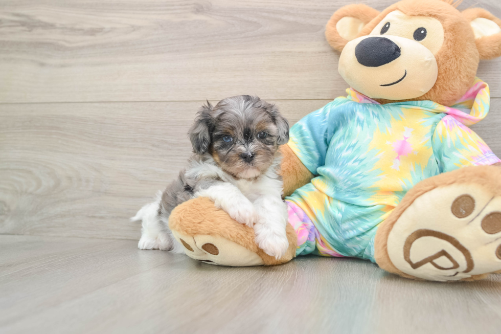 Popular Shih Poo Poodle Mix Pup