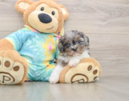 5 week old Shih Poo Puppy For Sale - Premier Pups