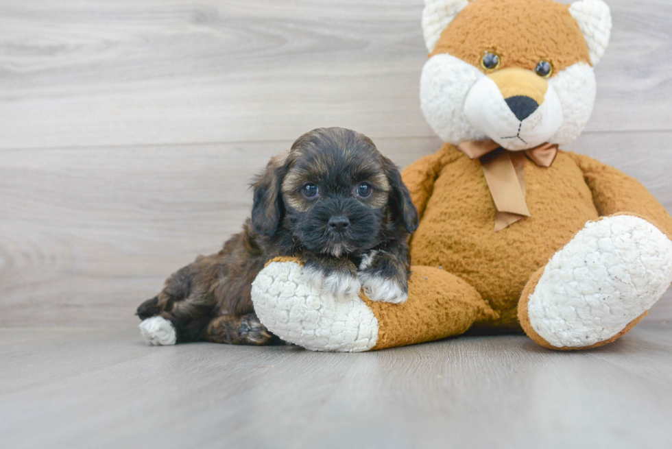 Shih Poo Puppy for Adoption