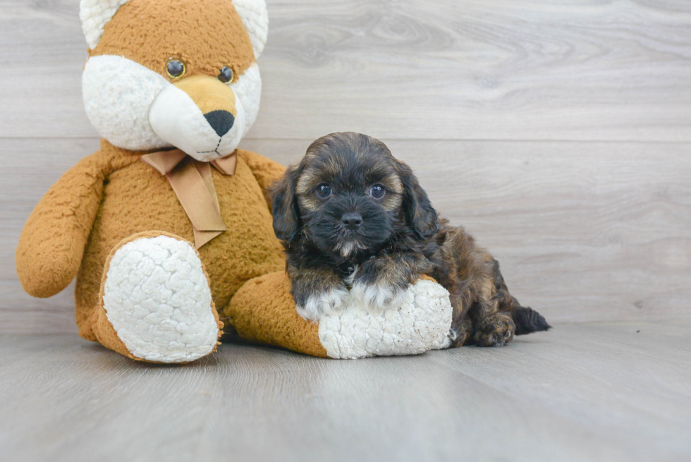 Best Shih Poo Baby