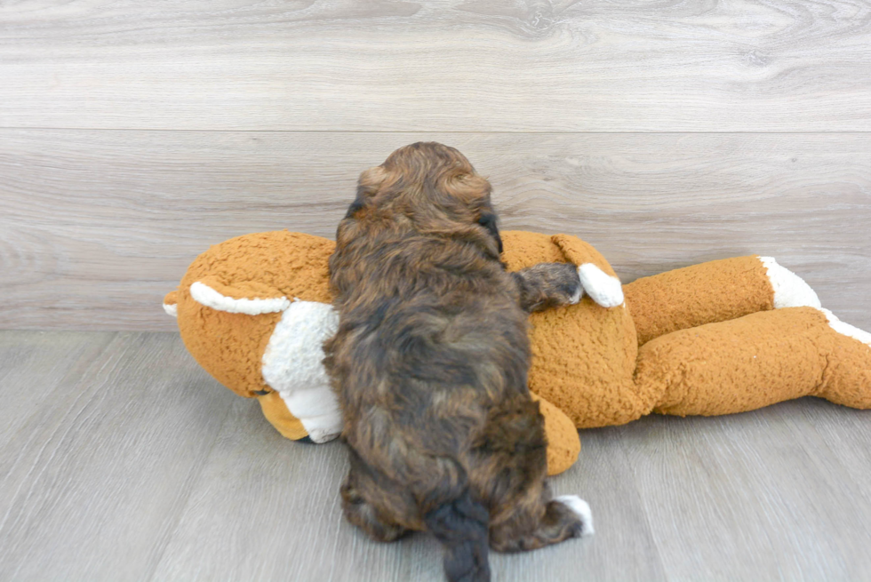 Petite Shih Poo Poodle Mix Pup