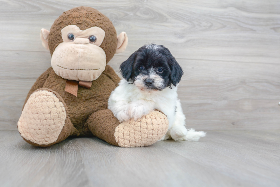 Small Shih Poo Baby