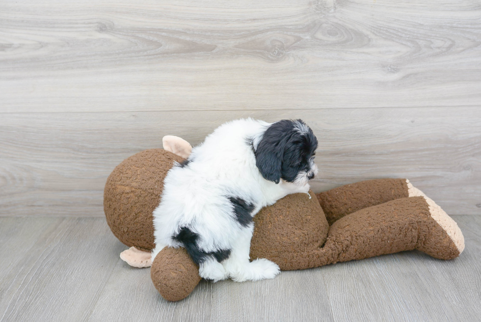 Funny Shih Poo Poodle Mix Pup