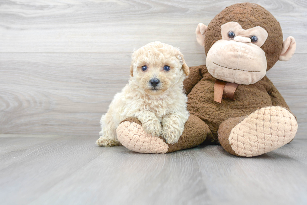 Best Shih Poo Baby