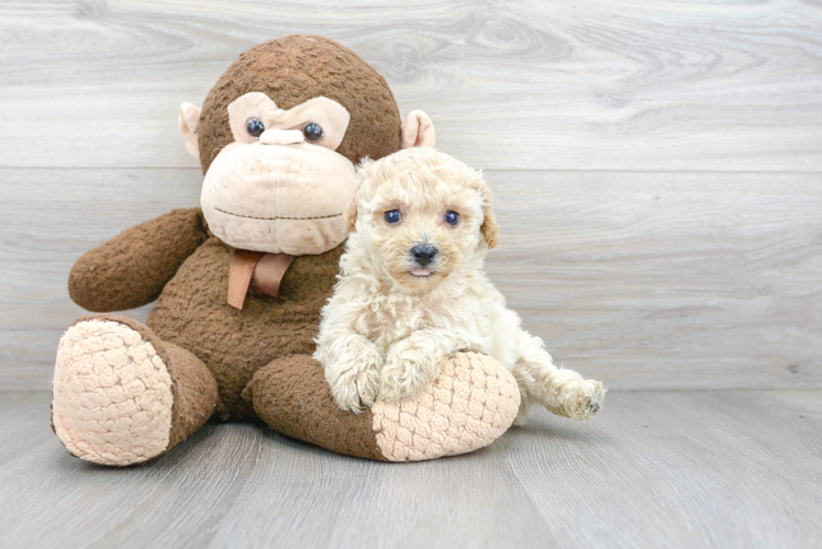 Shih Poo Puppy for Adoption