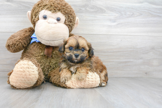 Best Shih Poo Baby