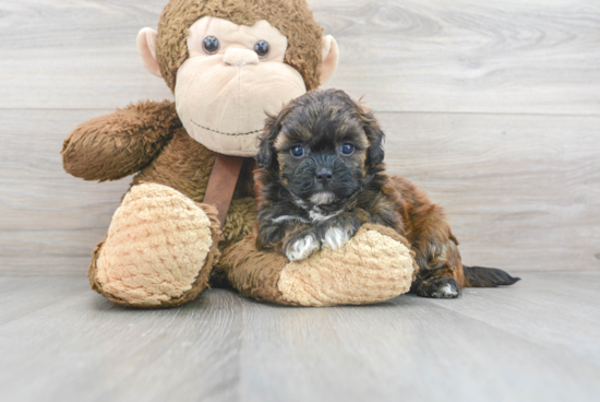 Cute Shih Poo Baby