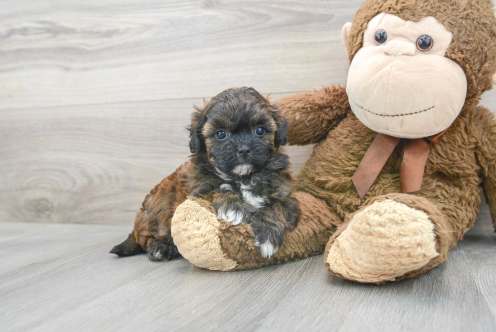 Energetic Shih Poo Poodle Mix Puppy