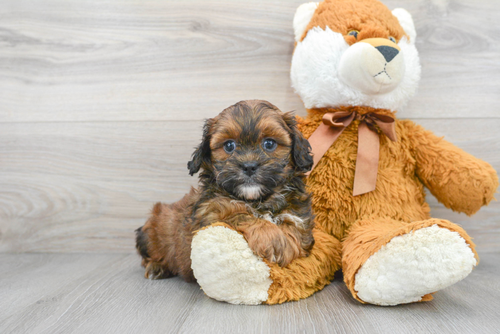 Shih Poo Puppy for Adoption