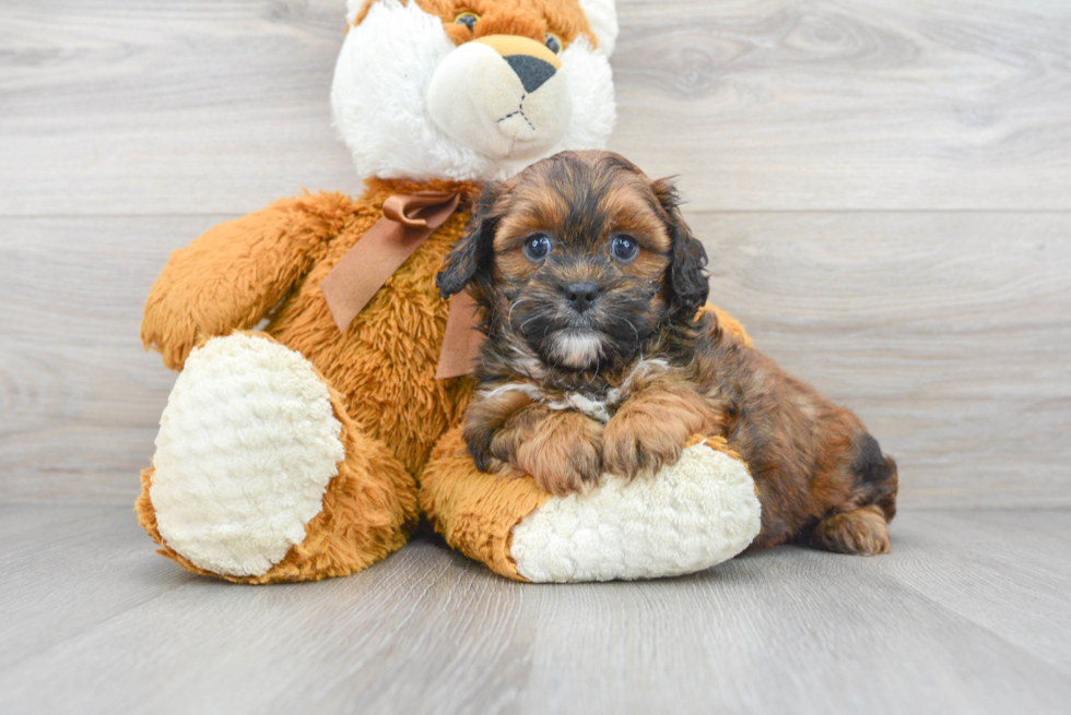 Shih Poo Pup Being Cute