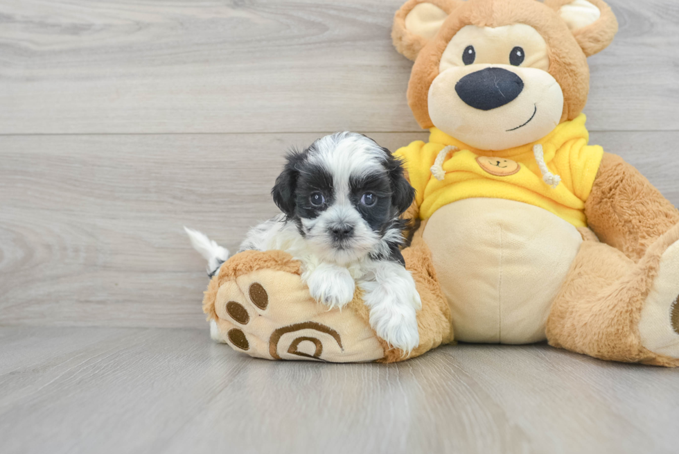 Shih Poo Puppy for Adoption