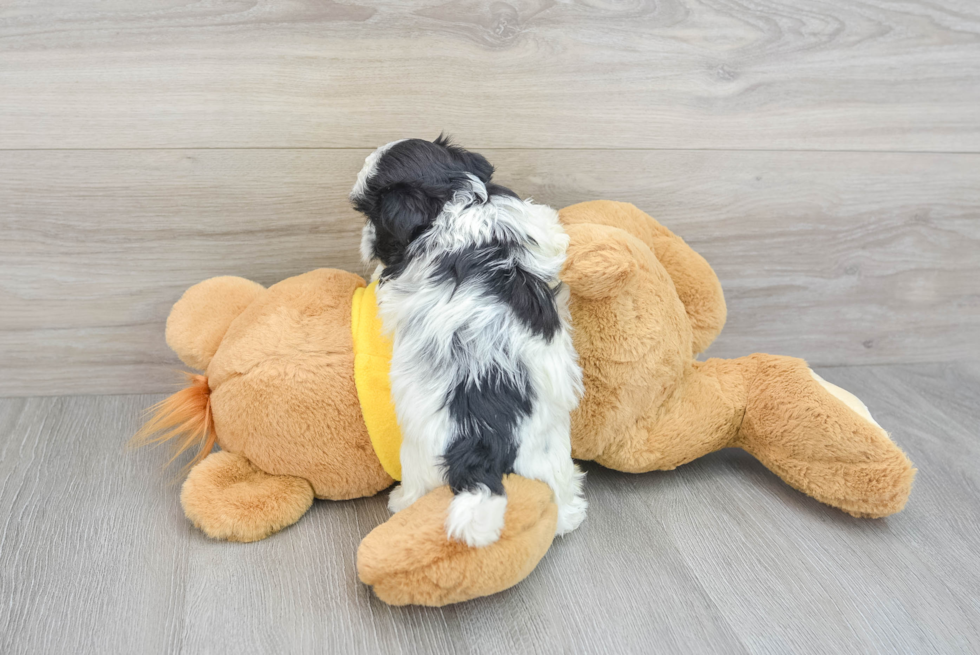 Shih Poo Puppy for Adoption