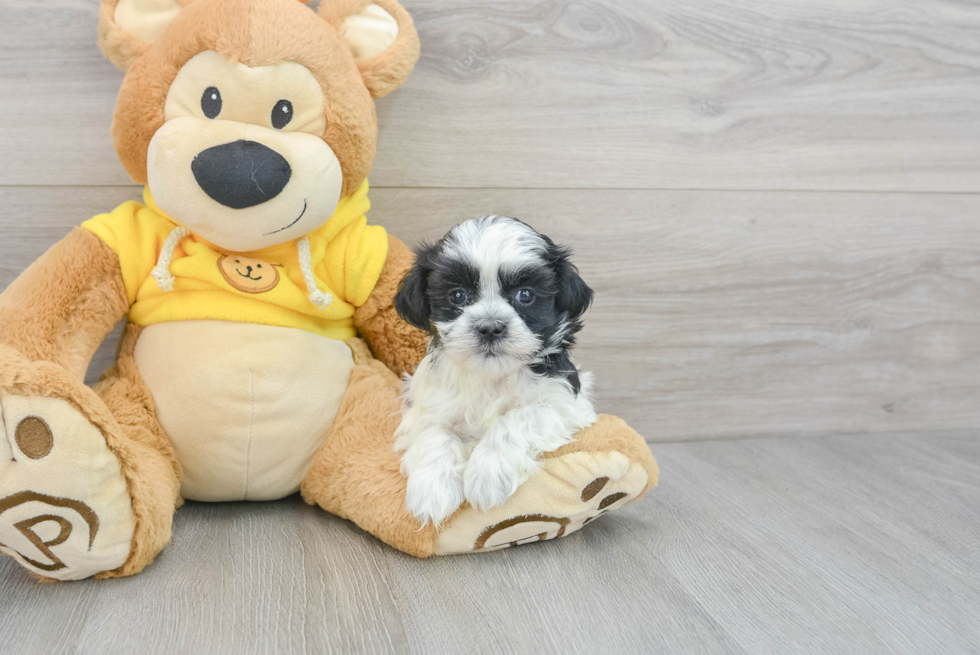 Energetic Shih Poo Poodle Mix Puppy