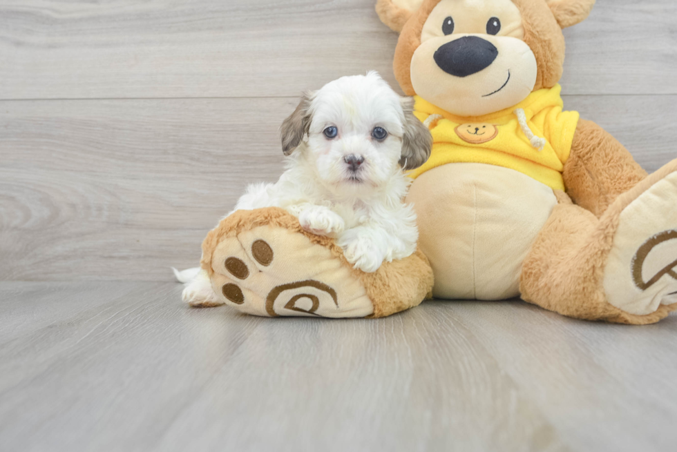 Shih Poo Pup Being Cute