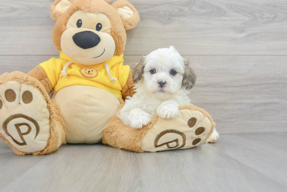 Shih Poo Puppy for Adoption