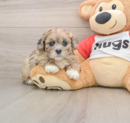 8 week old Shih Poo Puppy For Sale - Premier Pups