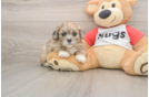 Friendly Shih Poo Baby