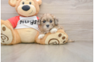 Best Shih Poo Baby