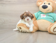 8 week old Shih Poo Puppy For Sale - Premier Pups