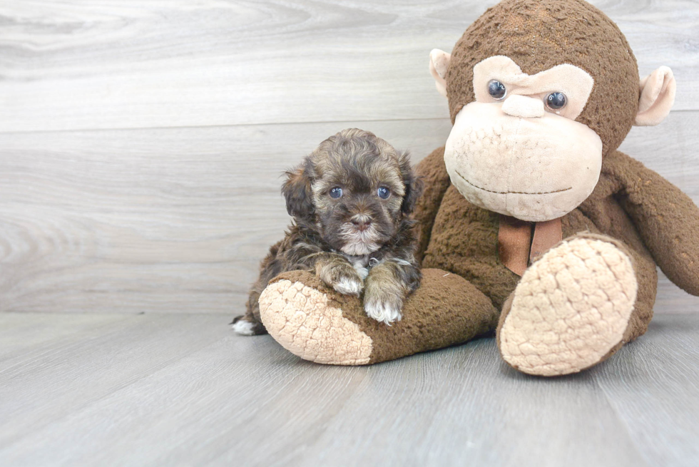 Funny Shih Poo Poodle Mix Pup