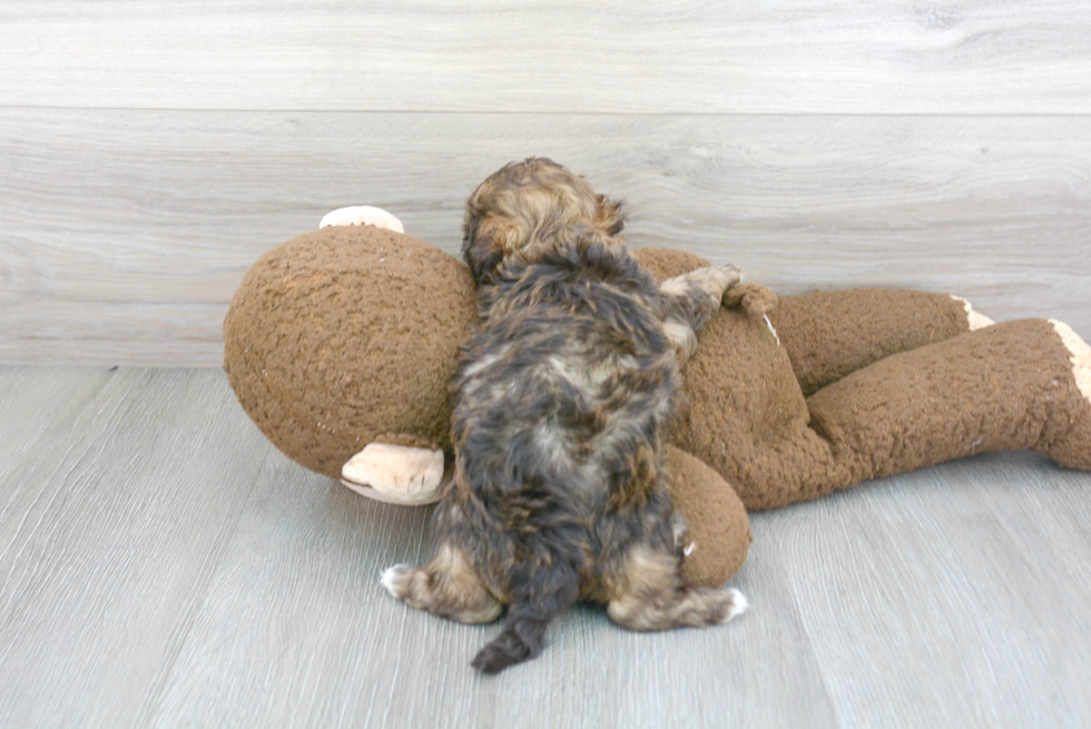 Friendly Shih Poo Baby