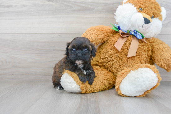 Petite Shih Poo Poodle Mix Pup